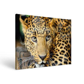 Холст прямоугольный с принтом Леопард в Кировске, 100% ПВХ |  | Тематика изображения на принте: властелин | глаз | грация | животные | зверь | кот | кошачий | кошки | крупный | леопард | лес | млекопитающее | природа | пятна | рыжий | усатый | усы | фауна | флора | хищник | хозяин | царь джунгли