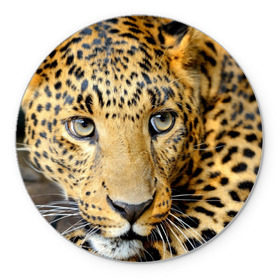 Коврик круглый с принтом Леопард в Кировске, резина и полиэстер | круглая форма, изображение наносится на всю лицевую часть | властелин | глаз | грация | животные | зверь | кот | кошачий | кошки | крупный | леопард | лес | млекопитающее | природа | пятна | рыжий | усатый | усы | фауна | флора | хищник | хозяин | царь джунгли