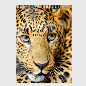 Скетчбук с принтом Леопард в Кировске, 100% бумага
 | 48 листов, плотность листов — 100 г/м2, плотность картонной обложки — 250 г/м2. Листы скреплены сверху удобной пружинной спиралью | властелин | глаз | грация | животные | зверь | кот | кошачий | кошки | крупный | леопард | лес | млекопитающее | природа | пятна | рыжий | усатый | усы | фауна | флора | хищник | хозяин | царь джунгли