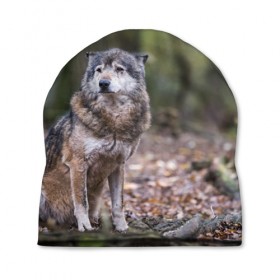 Шапка 3D с принтом Серый волк в Кировске, 100% полиэстер | универсальный размер, печать по всей поверхности изделия | бирюк | волк | волчара | волчица | волчок | глаза | животное | животные | зверь | зеленые | койот | лес | млекопитающее | природа | санитар леса | серый | уши | фауна | хищник | черный | шакал