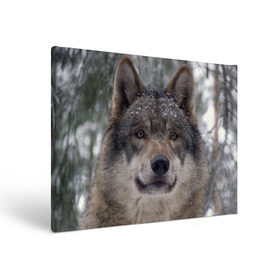 Холст прямоугольный с принтом Серый волк в Кировске, 100% ПВХ |  | бирюк | волк | волчара | волчица | волчок | глаза | животное | животные | зверь | зеленые | койот | лес | млекопитающее | природа | санитар леса | серый | уши | фауна | хищник | черный | шакал