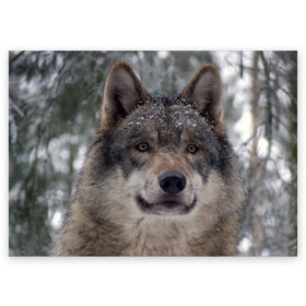 Поздравительная открытка с принтом Серый волк в Кировске, 100% бумага | плотность бумаги 280 г/м2, матовая, на обратной стороне линовка и место для марки
 | бирюк | волк | волчара | волчица | волчок | глаза | животное | животные | зверь | зеленые | койот | лес | млекопитающее | природа | санитар леса | серый | уши | фауна | хищник | черный | шакал
