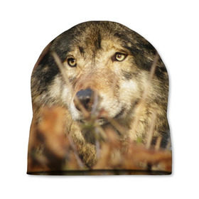Шапка 3D с принтом Волк в Кировске, 100% полиэстер | универсальный размер, печать по всей поверхности изделия | бирюк | волк | волчара | волчица | волчок | глаза | животное | животные | зверь | зеленые | койот | лес | млекопитающее | природа | санитар леса | серый | уши | фауна | хищник | черный | шакал