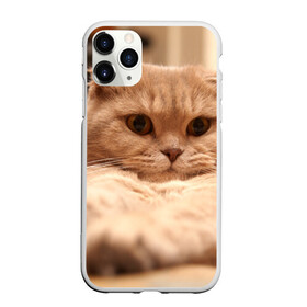 Чехол для iPhone 11 Pro Max матовый с принтом Вислоухий красавчик в Кировске, Силикон |  | грустный | добрый | животное | киса | киска кися | кот | котенок | котэ | кошка | красивый | лапа | лапка | ласковый | милый | моська | мурлыка | прикольный | смешной | унылый | усатый | шерсть