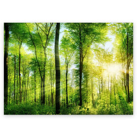 Поздравительная открытка с принтом Солнечный лес в Кировске, 100% бумага | плотность бумаги 280 г/м2, матовая, на обратной стороне линовка и место для марки
 | деревья | зелень | лес | лето | лучи солнца | солнце | тайга