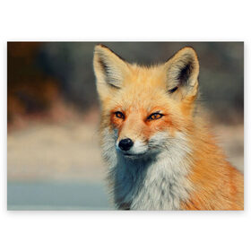 Поздравительная открытка с принтом Лисица в Кировске, 100% бумага | плотность бумаги 280 г/м2, матовая, на обратной стороне линовка и место для марки
 | fox | животное | зверь | красивая | лес | лис | лиса | лисенок | лисица | лисичка | мех | патрикеевна | песец | плутовка | прикольная | природа | рыжая | рыжий цвет | сказка | хвост | хитрая | хищник