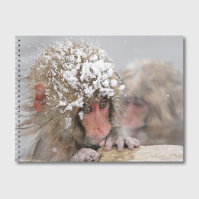 Альбом для рисования с принтом Обезьянка и зима в Кировске, 100% бумага
 | матовая бумага, плотность 200 мг. | бабуин | гамадрил | гиббон | горилла | гуманоид | дарвин | животное | зоопарк | кинг конг | мартышка | маугли | обезьяна | орангутанг | предок | примат | рожа | хомо сапиенс | шимпанзе