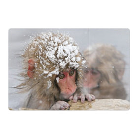 Магнитный плакат 3Х2 с принтом Обезьянка и зима в Кировске, Полимерный материал с магнитным слоем | 6 деталей размером 9*9 см | бабуин | гамадрил | гиббон | горилла | гуманоид | дарвин | животное | зоопарк | кинг конг | мартышка | маугли | обезьяна | орангутанг | предок | примат | рожа | хомо сапиенс | шимпанзе