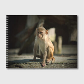 Альбом для рисования с принтом Мартышка в Кировске, 100% бумага
 | матовая бумага, плотность 200 мг. | Тематика изображения на принте: животное | мартышка | обезьяна | примат