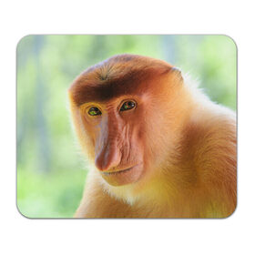 Коврик прямоугольный с принтом Рыжая обезьяна в Кировске, натуральный каучук | размер 230 х 185 мм; запечатка лицевой стороны | Тематика изображения на принте: 