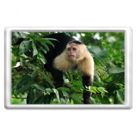 Магнит 45*70 с принтом Обезьянка в джунглях в Кировске, Пластик | Размер: 78*52 мм; Размер печати: 70*45 | бабуин | гамадрил | гиббон | горилла | гуманоид | дарвин | животное | зоопарк | кинг конг | мартышка | маугли | обезьяна | орангутанг | предок | примат | рожа | хомо сапиенс | шимпанзе