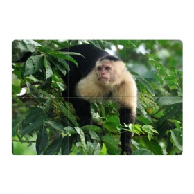 Магнитный плакат 3Х2 с принтом Обезьянка в джунглях в Кировске, Полимерный материал с магнитным слоем | 6 деталей размером 9*9 см | бабуин | гамадрил | гиббон | горилла | гуманоид | дарвин | животное | зоопарк | кинг конг | мартышка | маугли | обезьяна | орангутанг | предок | примат | рожа | хомо сапиенс | шимпанзе