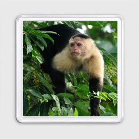Магнит 55*55 с принтом Обезьянка в джунглях в Кировске, Пластик | Размер: 65*65 мм; Размер печати: 55*55 мм | бабуин | гамадрил | гиббон | горилла | гуманоид | дарвин | животное | зоопарк | кинг конг | мартышка | маугли | обезьяна | орангутанг | предок | примат | рожа | хомо сапиенс | шимпанзе
