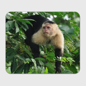 Коврик прямоугольный с принтом Обезьянка в джунглях в Кировске, натуральный каучук | размер 230 х 185 мм; запечатка лицевой стороны | бабуин | гамадрил | гиббон | горилла | гуманоид | дарвин | животное | зоопарк | кинг конг | мартышка | маугли | обезьяна | орангутанг | предок | примат | рожа | хомо сапиенс | шимпанзе