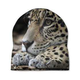 Шапка 3D с принтом Леопард в Кировске, 100% полиэстер | универсальный размер, печать по всей поверхности изделия | властелин | грация | животные | зверь | кот | кошачий | кошки | крупный | леопард | лес | милый | млекопитающее | природа | пятна | рыжий | усатый | усы | фауна | флора | хищник | хозяин | царь джунгли