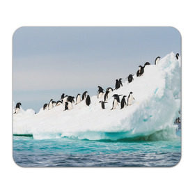 Коврик прямоугольный с принтом Пингвины на айсберге в Кировске, натуральный каучук | размер 230 х 185 мм; запечатка лицевой стороны | айсберг | антарктида | антарктика | арктика | буревестник | глупый | императорский | клюв | королевский | крылья | ласты | лёд | линукс | океан | пилигрим | полюс | птица | север | снег | умка | фрак