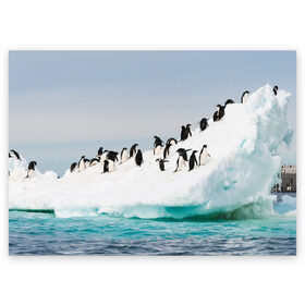 Поздравительная открытка с принтом Пингвины на айсберге в Кировске, 100% бумага | плотность бумаги 280 г/м2, матовая, на обратной стороне линовка и место для марки
 | Тематика изображения на принте: айсберг | антарктида | антарктика | арктика | буревестник | глупый | императорский | клюв | королевский | крылья | ласты | лёд | линукс | океан | пилигрим | полюс | птица | север | снег | умка | фрак
