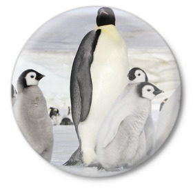 Значок с принтом Пингвин и пингвинята в Кировске,  металл | круглая форма, металлическая застежка в виде булавки | айсберг | антарктида | антарктика | арктика | буревестник | глупый | императорский | клюв | королевский | крылья | ласты | лёд | линукс | океан | пилигрим | полюс | птица | север | снег | умка | фрак