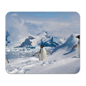 Коврик прямоугольный с принтом Пингвин в горах в Кировске, натуральный каучук | размер 230 х 185 мм; запечатка лицевой стороны | айсберг | антарктида | антарктика | арктика | буревестник | глупый | императорский | клюв | королевский | крылья | ласты | лёд | линукс | океан | пилигрим | полюс | птица | север | снег | умка | фрак
