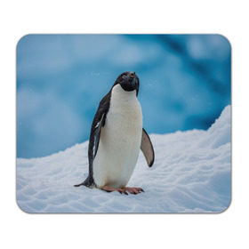 Коврик прямоугольный с принтом Пингвин на айсберге в Кировске, натуральный каучук | размер 230 х 185 мм; запечатка лицевой стороны | айсберг | антарктида | антарктика | арктика | буревестник | глупый | императорский | клюв | королевский | крылья | ласты | лёд | линукс | океан | пилигрим | полюс | птица | север | снег | умка | фрак
