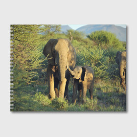 Альбом для рисования с принтом Слониха и слоненок в природе в Кировске, 100% бумага
 | матовая бумага, плотность 200 мг. | африка | африканский | бивни | большой | гигант джунгли | зоопарк | индийский | индия | лесной великан | мамонт | огромный | саванна | сафари | серый | слон | слоненок | слониха | стадо | уши | хобот