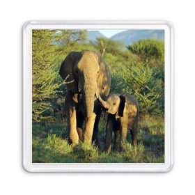 Магнит 55*55 с принтом Слониха и слоненок в природе в Кировске, Пластик | Размер: 65*65 мм; Размер печати: 55*55 мм | африка | африканский | бивни | большой | гигант джунгли | зоопарк | индийский | индия | лесной великан | мамонт | огромный | саванна | сафари | серый | слон | слоненок | слониха | стадо | уши | хобот