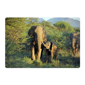 Магнитный плакат 3Х2 с принтом Слониха и слоненок в природе в Кировске, Полимерный материал с магнитным слоем | 6 деталей размером 9*9 см | Тематика изображения на принте: африка | африканский | бивни | большой | гигант джунгли | зоопарк | индийский | индия | лесной великан | мамонт | огромный | саванна | сафари | серый | слон | слоненок | слониха | стадо | уши | хобот
