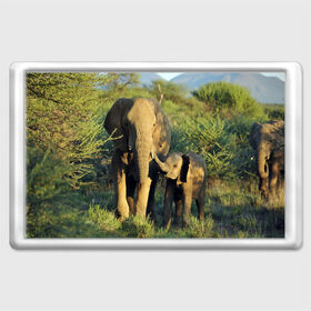 Магнит 45*70 с принтом Слониха и слоненок в природе в Кировске, Пластик | Размер: 78*52 мм; Размер печати: 70*45 | африка | африканский | бивни | большой | гигант джунгли | зоопарк | индийский | индия | лесной великан | мамонт | огромный | саванна | сафари | серый | слон | слоненок | слониха | стадо | уши | хобот
