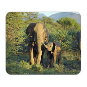Коврик прямоугольный с принтом Слониха и слоненок в природе в Кировске, натуральный каучук | размер 230 х 185 мм; запечатка лицевой стороны | африка | африканский | бивни | большой | гигант джунгли | зоопарк | индийский | индия | лесной великан | мамонт | огромный | саванна | сафари | серый | слон | слоненок | слониха | стадо | уши | хобот