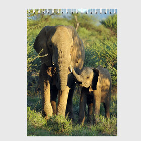 Скетчбук с принтом Слониха и слоненок в природе в Кировске, 100% бумага
 | 48 листов, плотность листов — 100 г/м2, плотность картонной обложки — 250 г/м2. Листы скреплены сверху удобной пружинной спиралью | Тематика изображения на принте: африка | африканский | бивни | большой | гигант джунгли | зоопарк | индийский | индия | лесной великан | мамонт | огромный | саванна | сафари | серый | слон | слоненок | слониха | стадо | уши | хобот