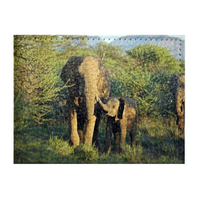 Обложка для студенческого билета с принтом Слониха и слоненок в природе в Кировске, натуральная кожа | Размер: 11*8 см; Печать на всей внешней стороне | Тематика изображения на принте: африка | африканский | бивни | большой | гигант джунгли | зоопарк | индийский | индия | лесной великан | мамонт | огромный | саванна | сафари | серый | слон | слоненок | слониха | стадо | уши | хобот