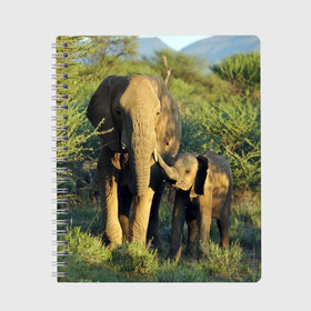 Тетрадь с принтом Слониха и слоненок в природе в Кировске, 100% бумага | 48 листов, плотность листов — 60 г/м2, плотность картонной обложки — 250 г/м2. Листы скреплены сбоку удобной пружинной спиралью. Уголки страниц и обложки скругленные. Цвет линий — светло-серый
 | африка | африканский | бивни | большой | гигант джунгли | зоопарк | индийский | индия | лесной великан | мамонт | огромный | саванна | сафари | серый | слон | слоненок | слониха | стадо | уши | хобот