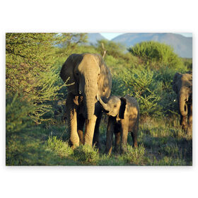 Поздравительная открытка с принтом Слониха и слоненок в природе в Кировске, 100% бумага | плотность бумаги 280 г/м2, матовая, на обратной стороне линовка и место для марки
 | Тематика изображения на принте: африка | африканский | бивни | большой | гигант джунгли | зоопарк | индийский | индия | лесной великан | мамонт | огромный | саванна | сафари | серый | слон | слоненок | слониха | стадо | уши | хобот
