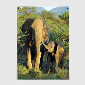 Постер с принтом Слониха и слоненок в природе в Кировске, 100% бумага
 | бумага, плотность 150 мг. Матовая, но за счет высокого коэффициента гладкости имеет небольшой блеск и дает на свету блики, но в отличии от глянцевой бумаги не покрыта лаком | африка | африканский | бивни | большой | гигант джунгли | зоопарк | индийский | индия | лесной великан | мамонт | огромный | саванна | сафари | серый | слон | слоненок | слониха | стадо | уши | хобот