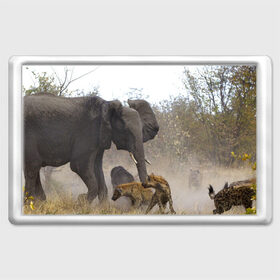 Магнит 45*70 с принтом Гиены охотятся на слона в Кировске, Пластик | Размер: 78*52 мм; Размер печати: 70*45 | Тематика изображения на принте: африка | африканский | бивни | большой | гигант джунгли | гиены | индийский | индия | лесной великан | мамонт | огромный | охота | саванна | сафари | серый | слон | слониха | стадо | уши | хобот