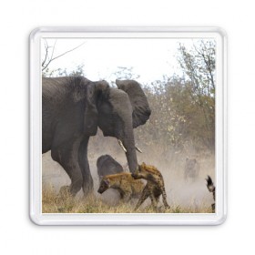 Магнит 55*55 с принтом Гиены охотятся на слона в Кировске, Пластик | Размер: 65*65 мм; Размер печати: 55*55 мм | Тематика изображения на принте: африка | африканский | бивни | большой | гигант джунгли | гиены | индийский | индия | лесной великан | мамонт | огромный | охота | саванна | сафари | серый | слон | слониха | стадо | уши | хобот