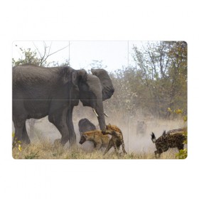 Магнитный плакат 3Х2 с принтом Гиены охотятся на слона в Кировске, Полимерный материал с магнитным слоем | 6 деталей размером 9*9 см | Тематика изображения на принте: африка | африканский | бивни | большой | гигант джунгли | гиены | индийский | индия | лесной великан | мамонт | огромный | охота | саванна | сафари | серый | слон | слониха | стадо | уши | хобот