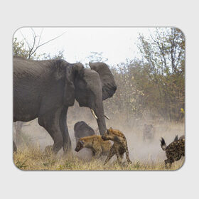 Коврик прямоугольный с принтом Гиены охотятся на слона в Кировске, натуральный каучук | размер 230 х 185 мм; запечатка лицевой стороны | Тематика изображения на принте: африка | африканский | бивни | большой | гигант джунгли | гиены | индийский | индия | лесной великан | мамонт | огромный | охота | саванна | сафари | серый | слон | слониха | стадо | уши | хобот