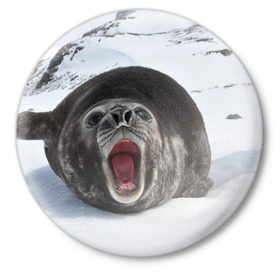 Значок с принтом Морской котик в Кировске,  металл | круглая форма, металлическая застежка в виде булавки | антарктида | антарктика | большой | вода | гигант | жир | кот | котик | ледовитый | море | мороз | морской | нос | огромный | океан | пасть | север | серый | слониха | снег | тюлень | усы | холод | язык