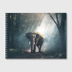 Альбом для рисования с принтом Слон в лесу в Кировске, 100% бумага
 | матовая бумага, плотность 200 мг. | африка | африканский | бивни | большой | гигант джунгли | зоопарк | индийский | индия | лесной великан | мамонт | огромный | саванна | сафари | серый | слон | слоненок | слониха | стадо | уши | хобот
