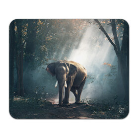 Коврик прямоугольный с принтом Слон в лесу в Кировске, натуральный каучук | размер 230 х 185 мм; запечатка лицевой стороны | африка | африканский | бивни | большой | гигант джунгли | зоопарк | индийский | индия | лесной великан | мамонт | огромный | саванна | сафари | серый | слон | слоненок | слониха | стадо | уши | хобот