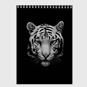 Скетчбук с принтом Тигр в Кировске, 100% бумага
 | 48 листов, плотность листов — 100 г/м2, плотность картонной обложки — 250 г/м2. Листы скреплены сверху удобной пружинной спиралью | белый тигр | кошка | тигр