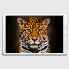 Магнит 45*70 с принтом Jaguar в Кировске, Пластик | Размер: 78*52 мм; Размер печати: 70*45 | глаза | дикая кошка | кошка | леопард | сафари | хищник | ягуар