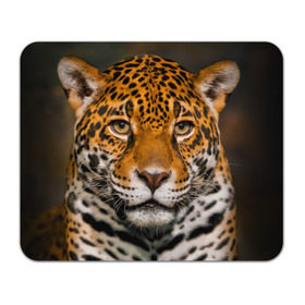 Коврик прямоугольный с принтом Jaguar в Кировске, натуральный каучук | размер 230 х 185 мм; запечатка лицевой стороны | Тематика изображения на принте: глаза | дикая кошка | кошка | леопард | сафари | хищник | ягуар