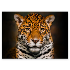 Поздравительная открытка с принтом Jaguar в Кировске, 100% бумага | плотность бумаги 280 г/м2, матовая, на обратной стороне линовка и место для марки
 | глаза | дикая кошка | кошка | леопард | сафари | хищник | ягуар