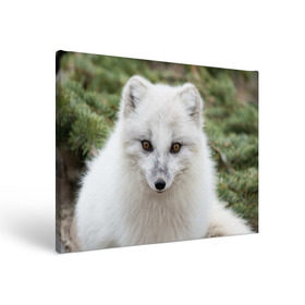 Холст прямоугольный с принтом White Fox в Кировске, 100% ПВХ |  | fox | red | лиса | лисенок | рыжая
