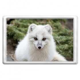 Магнит 45*70 с принтом White Fox в Кировске, Пластик | Размер: 78*52 мм; Размер печати: 70*45 | fox | red | лиса | лисенок | рыжая
