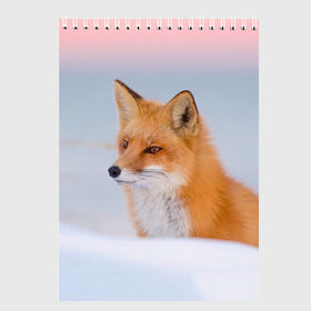 Скетчбук с принтом Morning в Кировске, 100% бумага
 | 48 листов, плотность листов — 100 г/м2, плотность картонной обложки — 250 г/м2. Листы скреплены сверху удобной пружинной спиралью | Тематика изображения на принте: fox | red | лиса | лисенок | рыжая