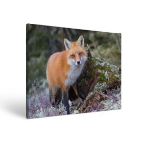 Холст прямоугольный с принтом Лес в Кировске, 100% ПВХ |  | Тематика изображения на принте: fox | red | лиса | лисенок | рыжая