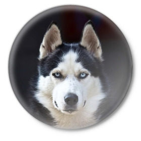 Значок с принтом Хаски в Кировске,  металл | круглая форма, металлическая застежка в виде булавки | Тематика изображения на принте: dog | лабрадор | мопс | пес | собака | такса | хаски | щеночек